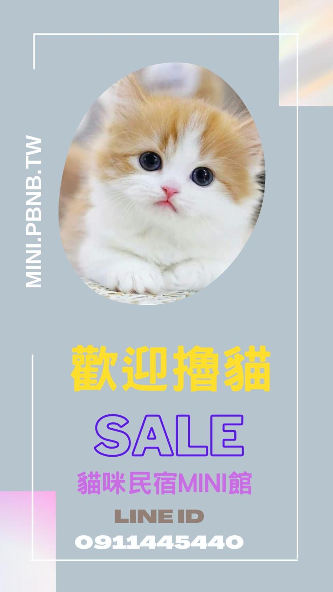 貓咪民宿mini館-中午即可入房 Taitung Экстерьер фото